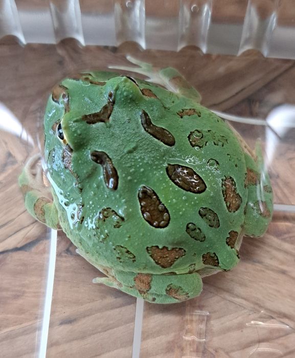 Żaba rogata / Ceratophrys cranwelli / polska hodowla