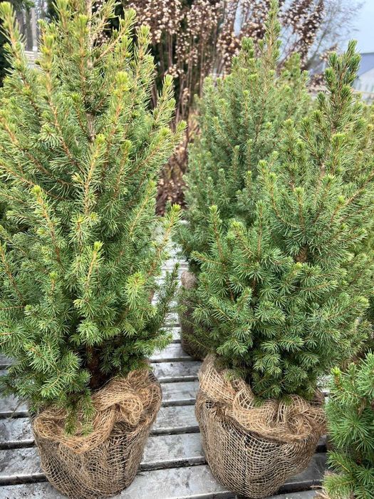 Świerk biały "Conica" - drzewko bożonarodzeniowe