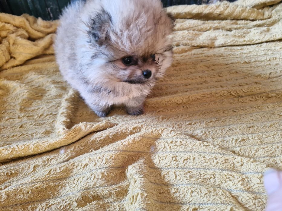 Sptiz anao vacinado e desparesitado