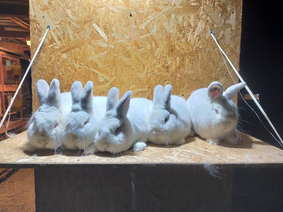 Nowozelandzki Biały