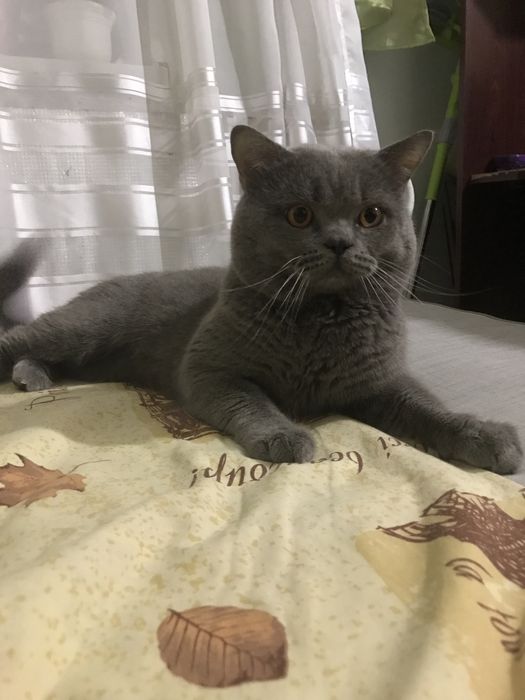 Шотландець-в‘язка