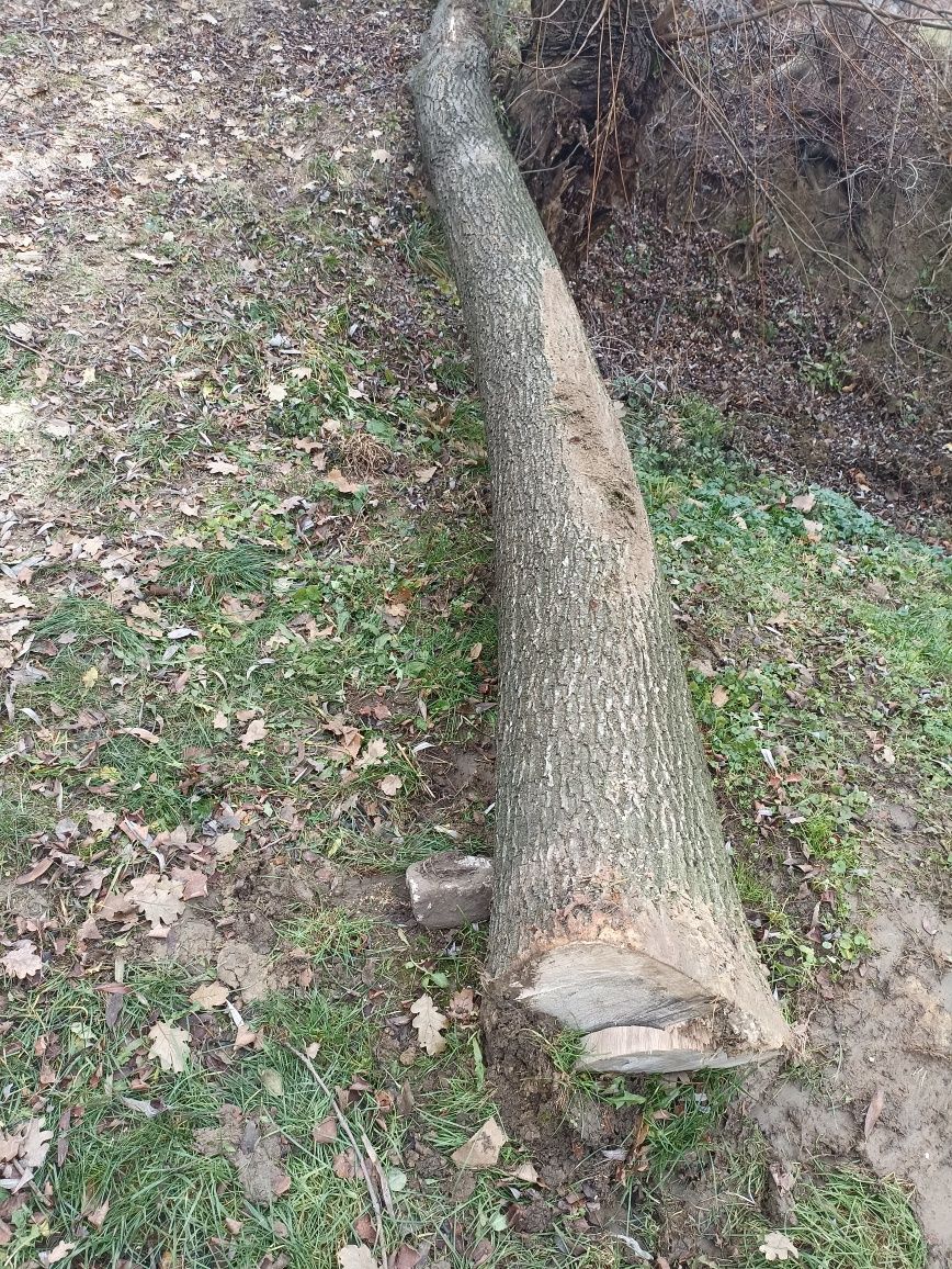 Dąb w klocu, kłoda