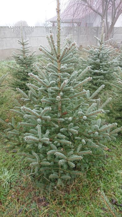 Świerki, różne gatunki