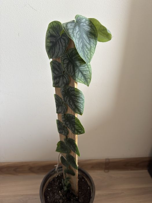 Monstera DUBIA (60 cm)
