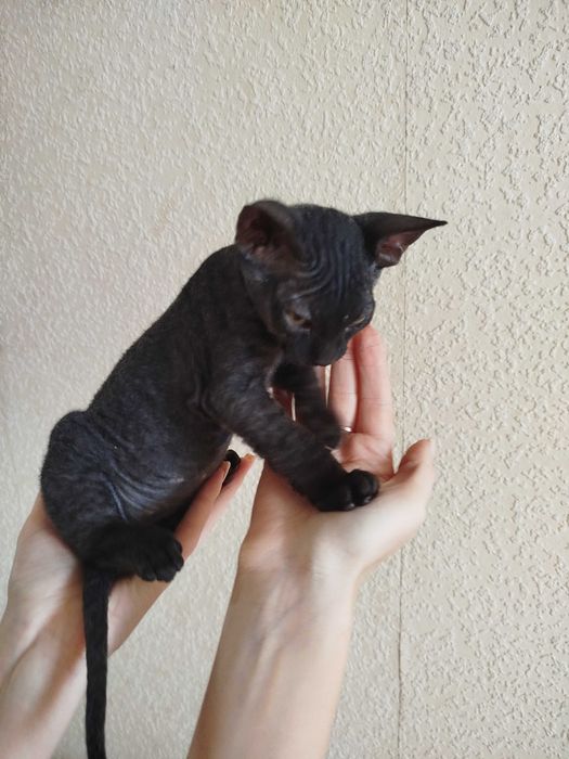 Кошеня сфінкс(флок) дівчинка