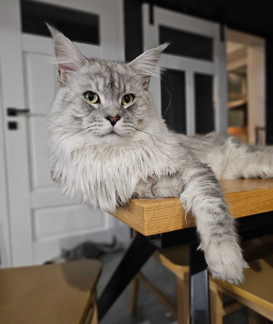 Maine coon rudy srebrzysty