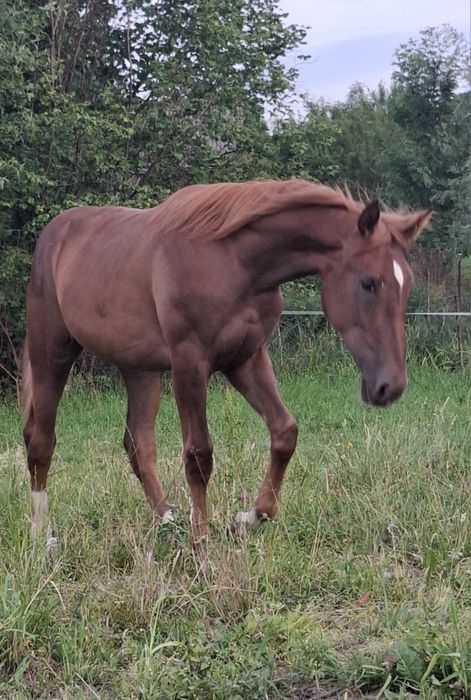 Sprzedam klacz 1.5 roku