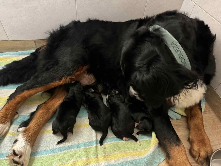 Berneński Pies Pasterski