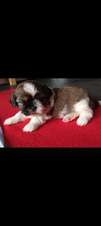 Shih tzu pieski polecam