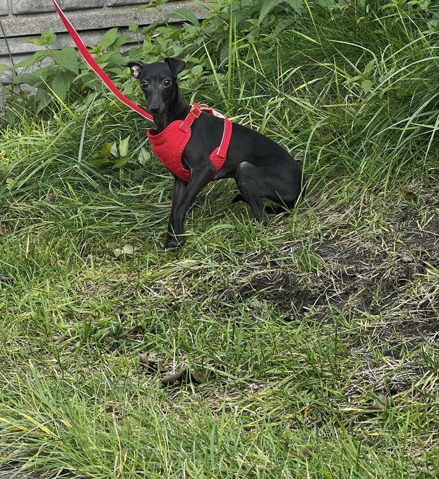 Charcik włoski niewielka suczka FCI