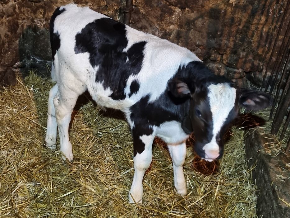 Byczek bysio sprzedam