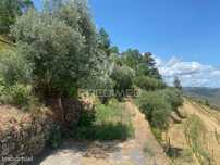 Douro Vinhateiro