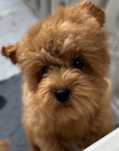 Chłopiec Cavapoo F1b