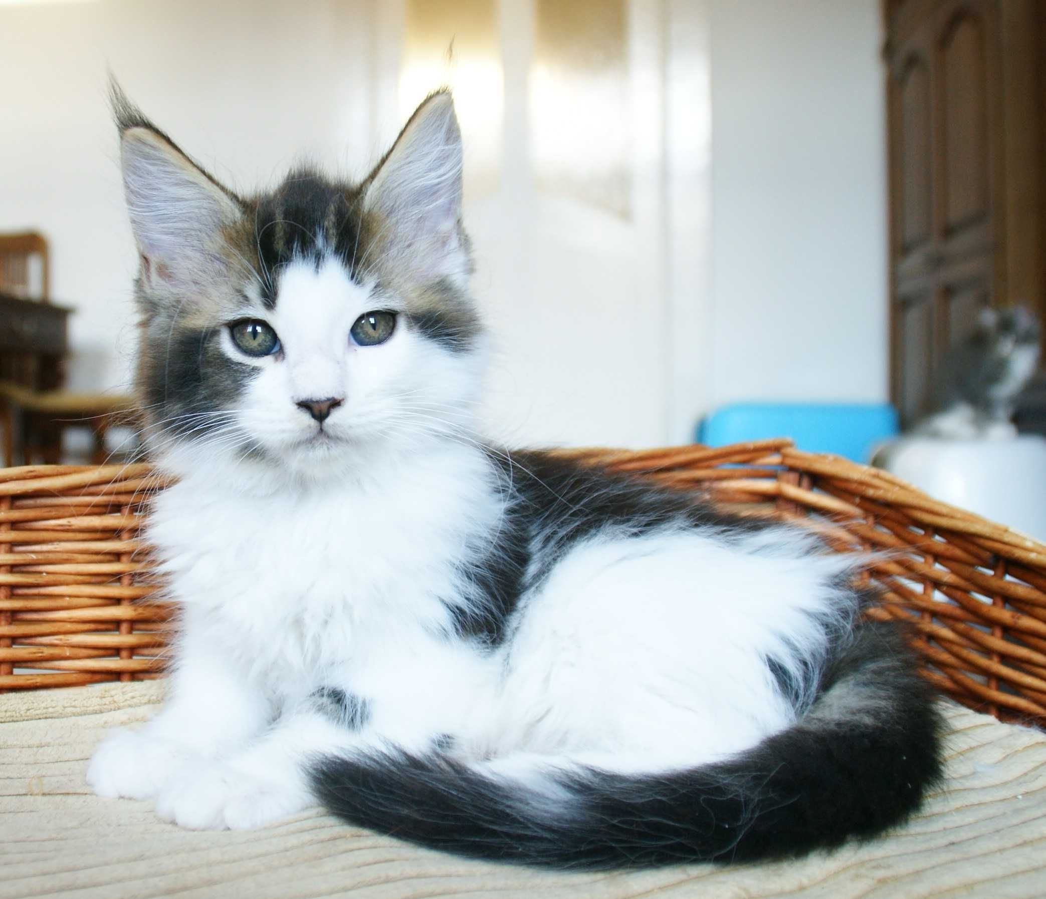 Kocurek Maine Coon - Bydgoszcz