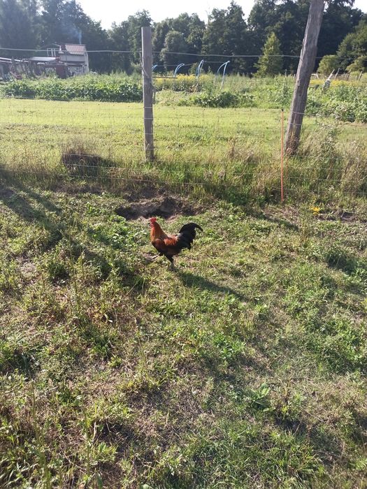 Kokut zielononóżki