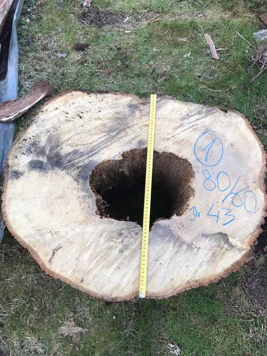 Pieńki lipy na donice lub rzeźby