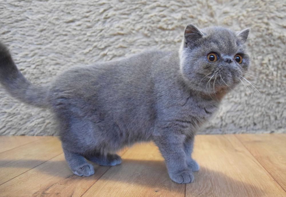 Kocurek egzotyczny krótkowłosy