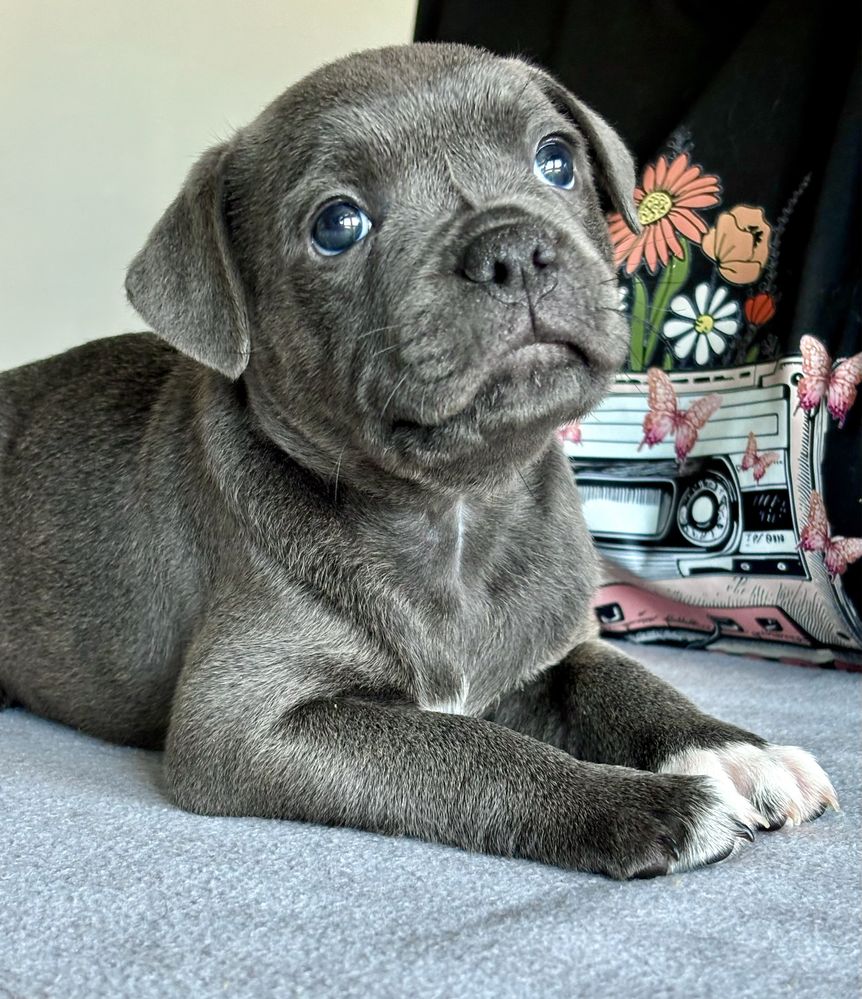 Staffordshire Bull Terrier -szczeniak -suczka