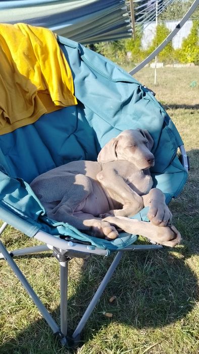 Szczenię wyżeł weimarski