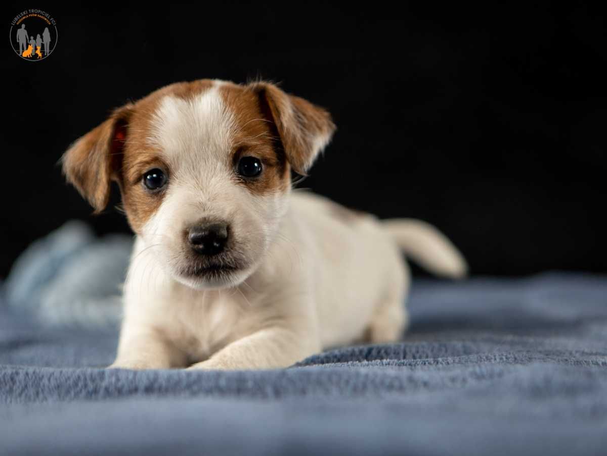 Jack Russell Terrier ZKwP FCI suczka - rezerwacja