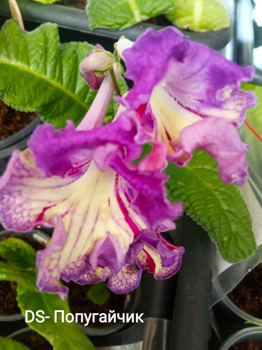 Стрептокарпуси(дітки)