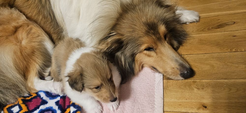 Owczarek szkocki długowłosy szczeniak suczka FCI