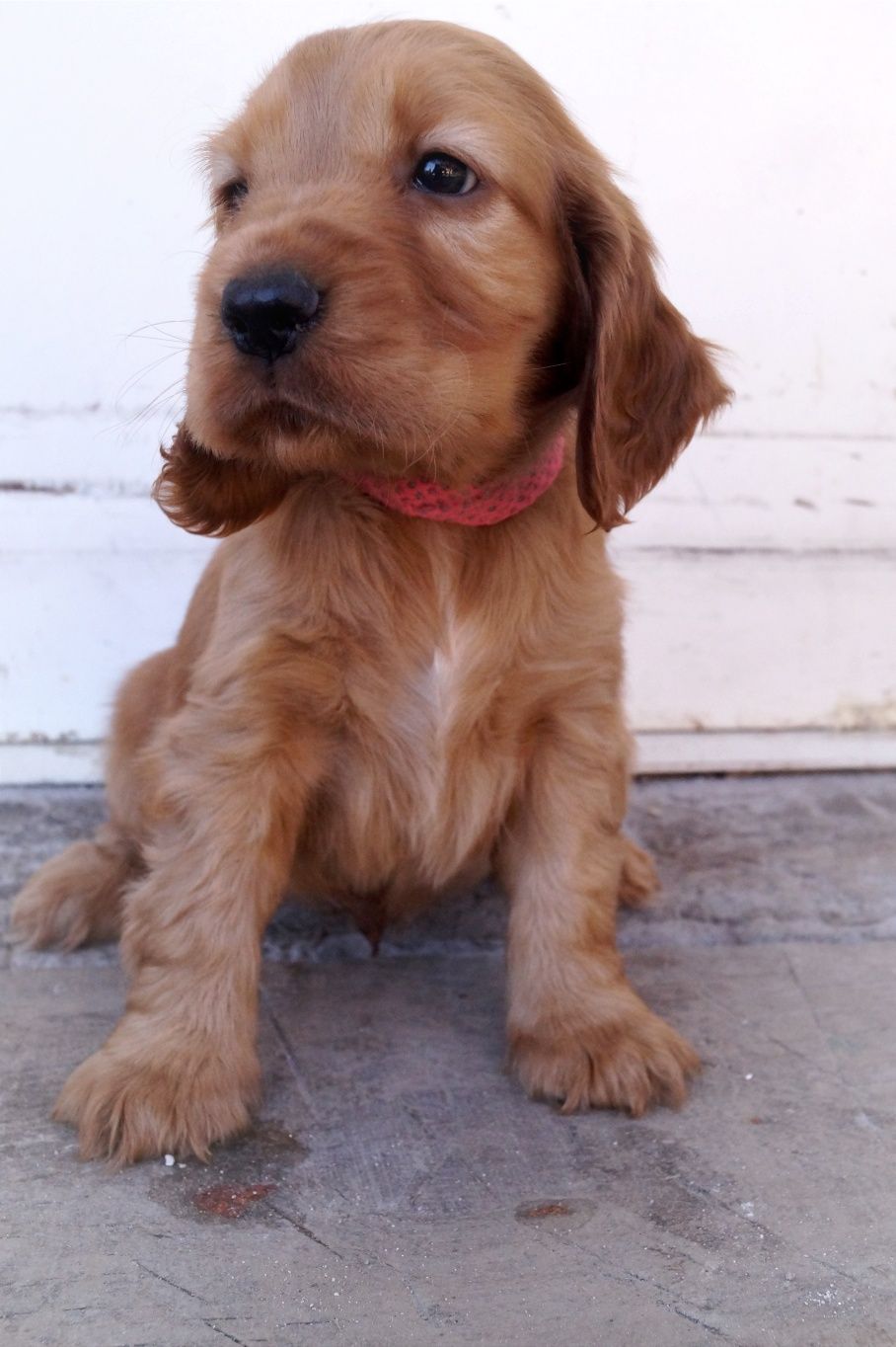 Śliczny Cocker spaniel