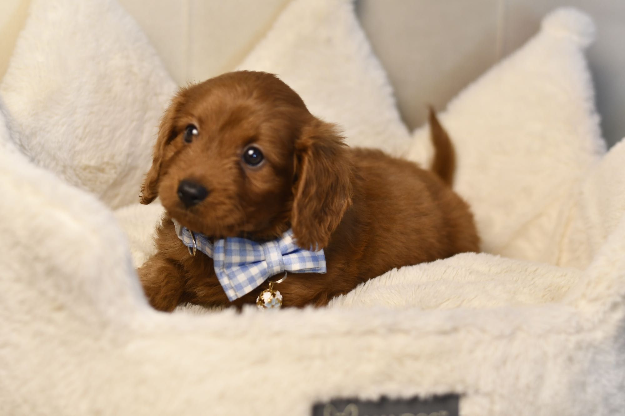 Cavapoo F1 RED BROWN wyjątkowy chłopiec gotowy do odbioru