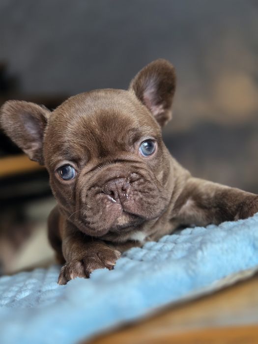 Французький бульдог хлопчик антистрес