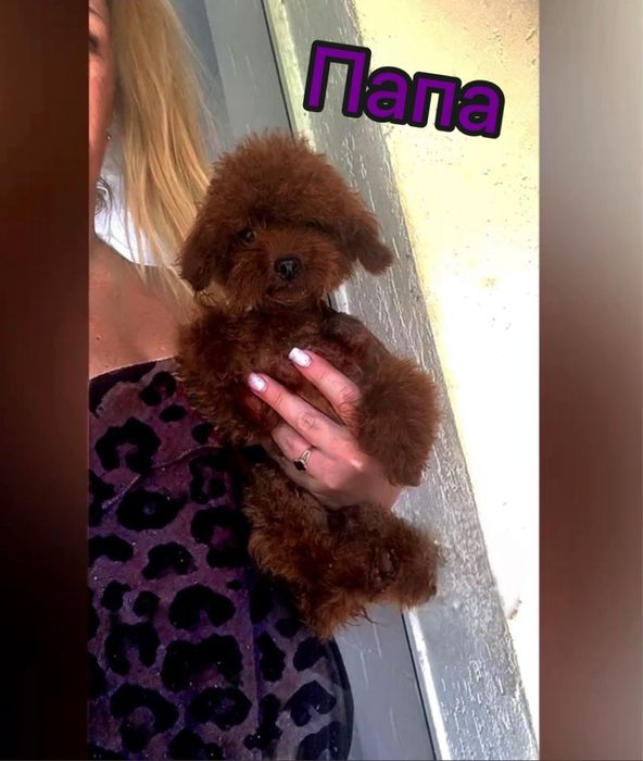 China toy poodle girl red braun Teddy