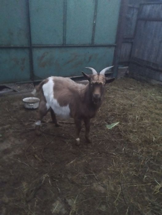 Продам козлика 9 місяців