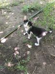 Віддам кошеня в добрі руки