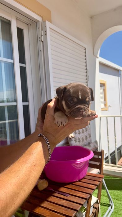 American Bully Micro Chocolate – Linhagem 2xCrow Importada