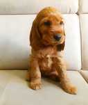 Uroczy cocker spaniel