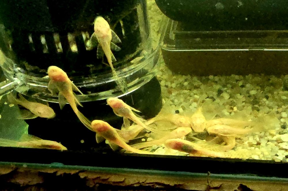 Zbrojnik / glonojad albinos krótka płetwa