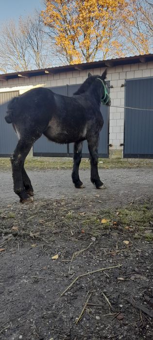 Zrebica zimnokrwista