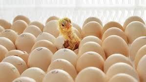 Інкубаційне яйце домінантів . 9 колірів, Чехія опт та роздріб