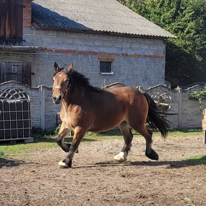 Klacz źrebica zimnokrwista