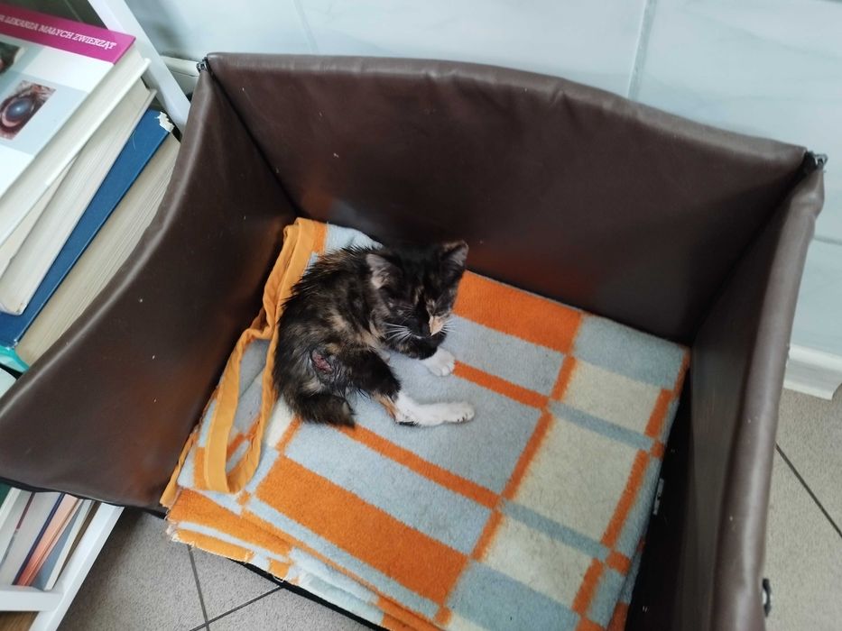 Kociaki polecają się do adopcji