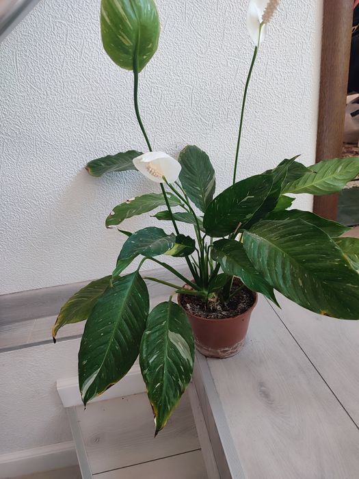 аглоєнема,папороть,фікус,орхідея тигрова,шефлера,спатіфіліум Доміно