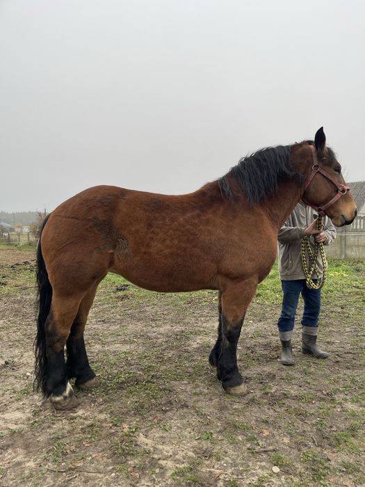 Klacz Zimnokrwista Kobyła Koń