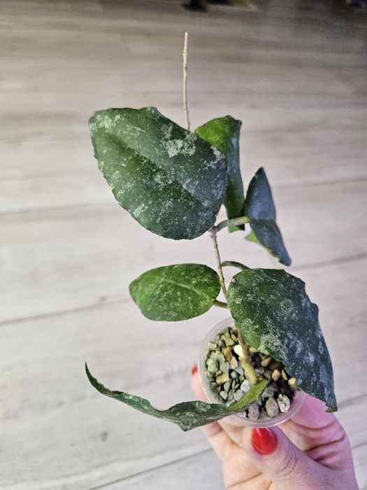 Hoya caudata Sumatra
