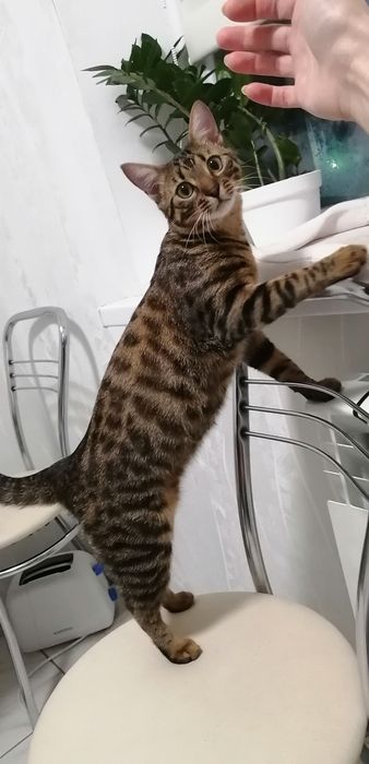 Вязка!!! Бенгальская кошка ищет жениха