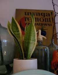 dekoracja zdrowa roślina doniczkowa sansewieria ceramiczna doniczka