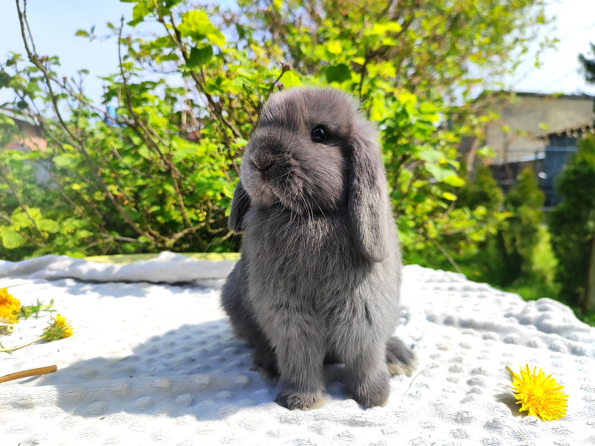 Mini lop metryka rasowy legalna hodowla królik miniaturka baranek