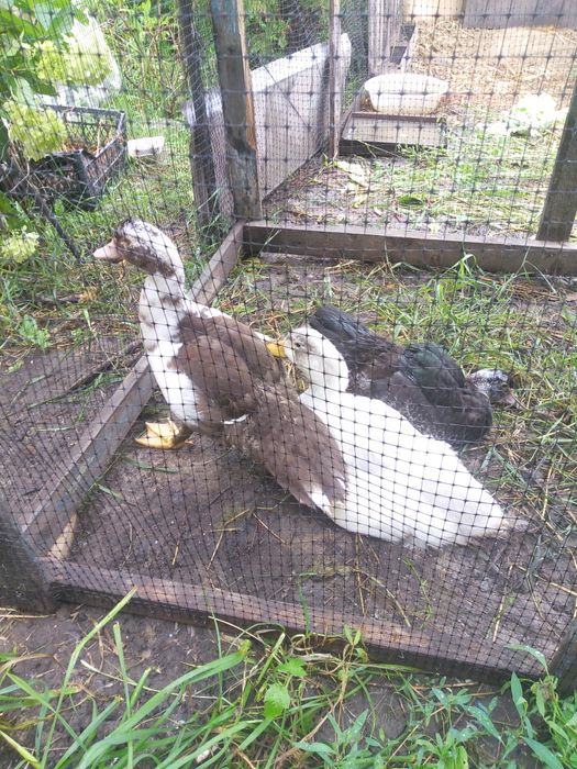 Продам гусей,индюков,курчат