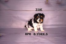 Biewer Yorkshire Terrier -suczka Zoe - do rezerwacji