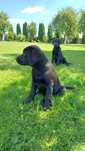 Labrador Retriever piesek czarny