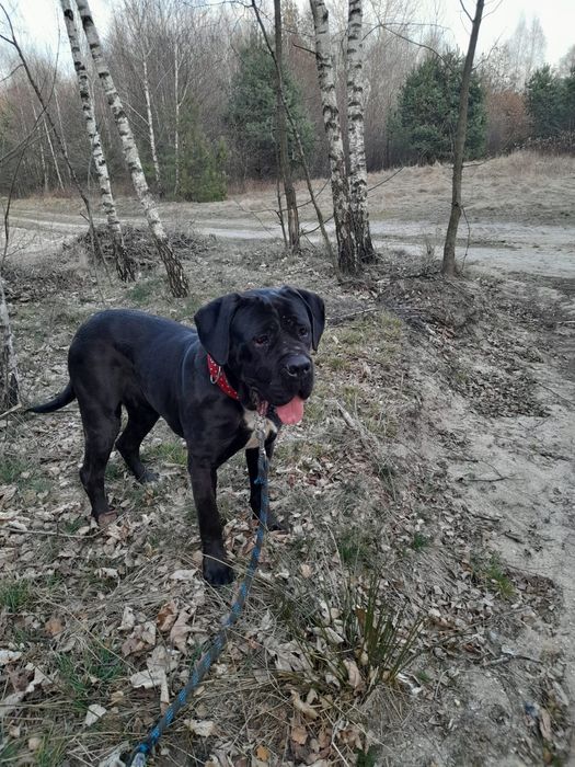 Suczka Cane Corso Italiano