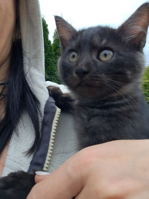 Сіра кицька і два котики  шукають сімю.